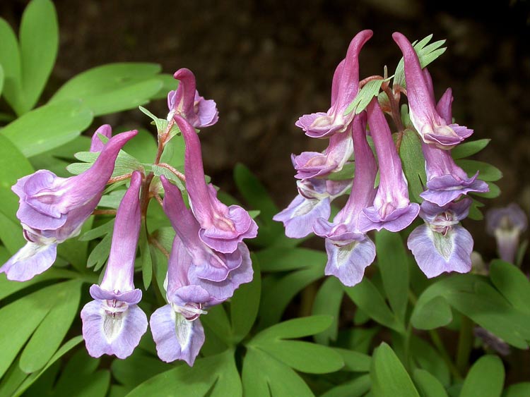  Image name: consolida3.jpg 
 width: 750 pixel 
 height: 563 pixel 
 Size: 69102 bytes 
 Click to enlarge 